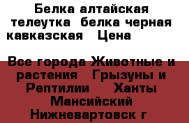 Белка алтайская телеутка, белка черная кавказская › Цена ­ 5 000 - Все города Животные и растения » Грызуны и Рептилии   . Ханты-Мансийский,Нижневартовск г.